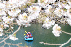長良川ラフティング　桜